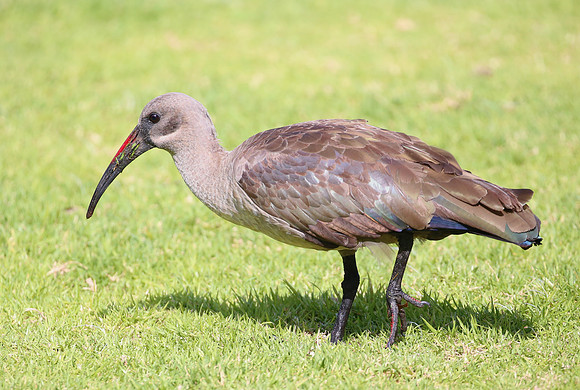 Hadada Ibis - Cape Town, South Africa.