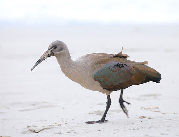 Hadada Ibis - Cape Town, South Africa.