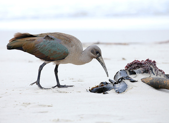 Hadada Ibis - Cape Town, South Africa.