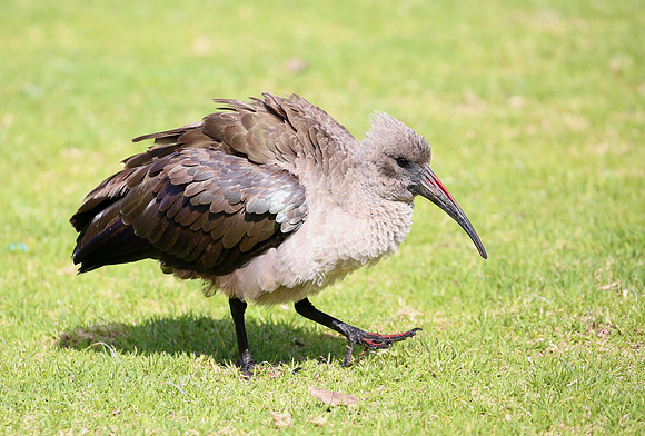 Hadada Ibis - Cape Town, South Africa