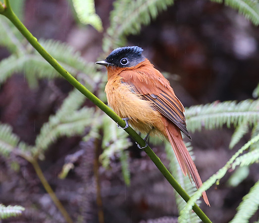 Malagasy Paradise Flycatcher - Moramanga, Madagascar