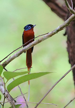 Malagasy Paradise Flycatcher - Moramanga, Madagascar