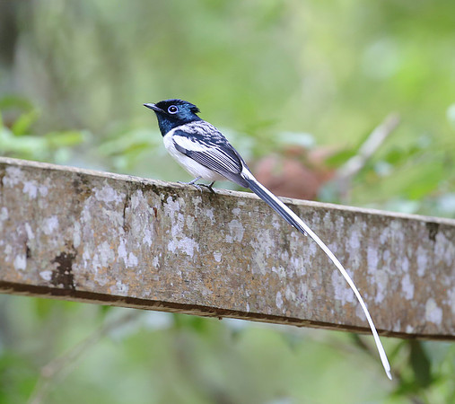 Malagasy paradise flycatcher - Maramanga, Madagascar