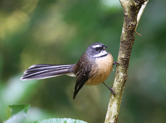 New Zealand Fantail - Pekapeka Wetlands, New Zealand