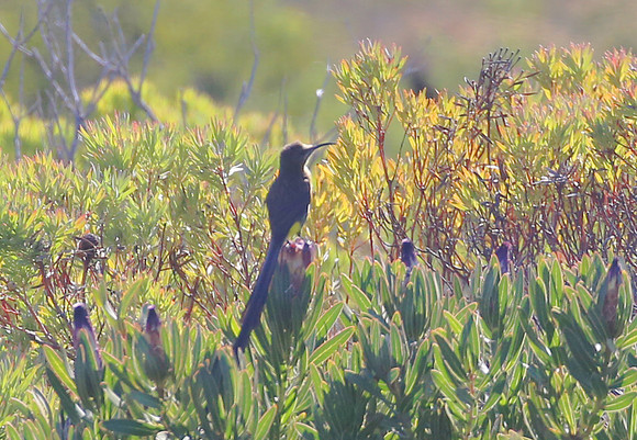 Cape Sugarbird - Cape Point, South Africa