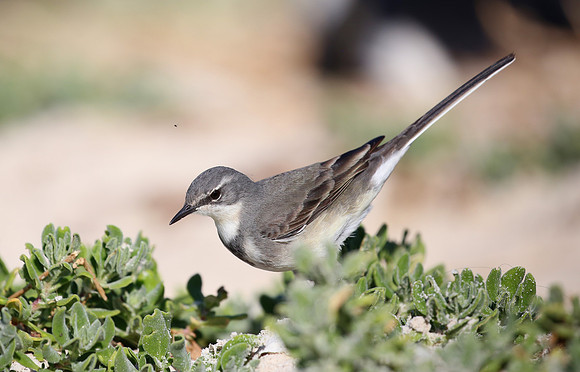 Cape Wagtail - Cape Point, South Africa