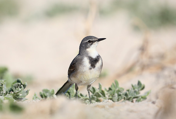 Cape Wagtail - Cape Point, South Africa