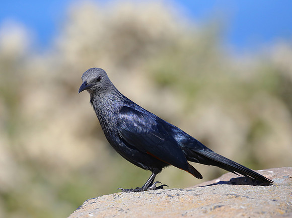 Red-winged Starling - Cape Town, South Africa