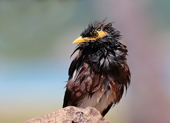 Common Myna - Moorea, French Polynesia