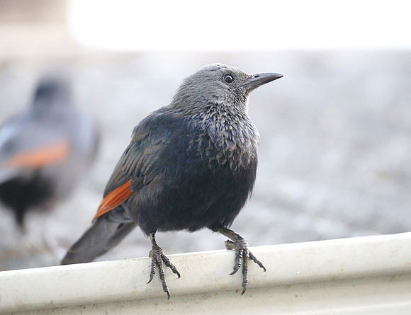 Red-winged Starling - Cape Town, South Africa