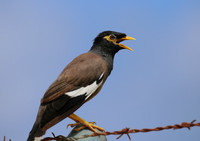 Common Myna - Moorea, French Polynesia
