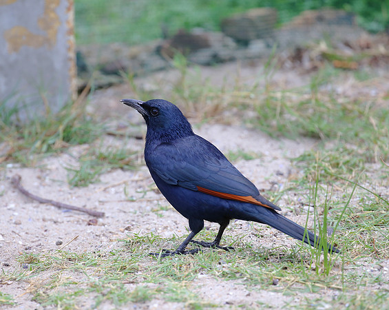 Red-winged Starling - Cape Town, South Africa