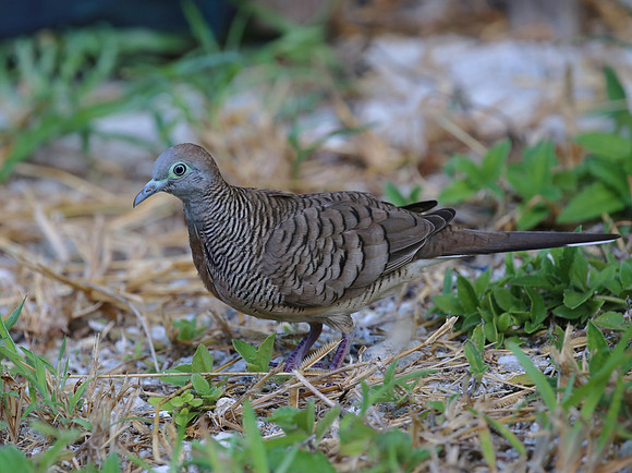 Zebra Dove - Moorea, French Polynesia