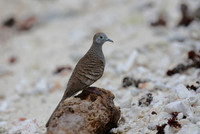 Zebra Dove - Moorea, French Polynesia
