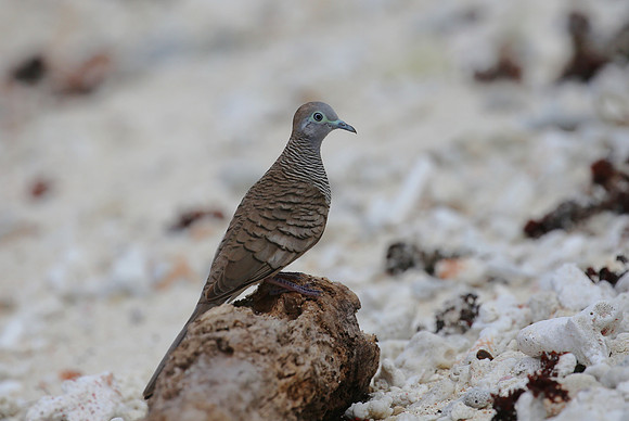 Zebra Dove - Moorea, French Polynesia