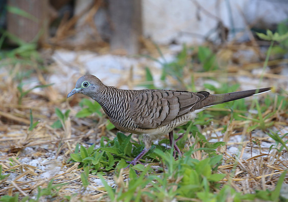 Zebra Dove - Moorea, French Polynesia