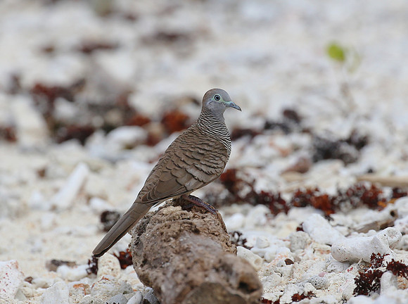 Zebra Dove - Moorea, French Polynesia