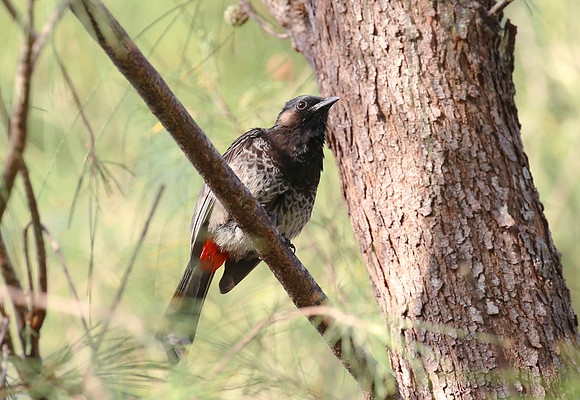 Red-vented Bulbul - Moorea, French Polynesia