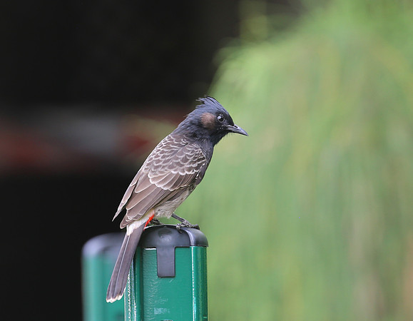 Red-vented Bulbul - Moorea, French Polynesia