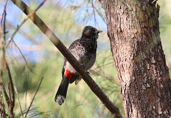 Red-vented Bulbul - Moorea, French Polynesia