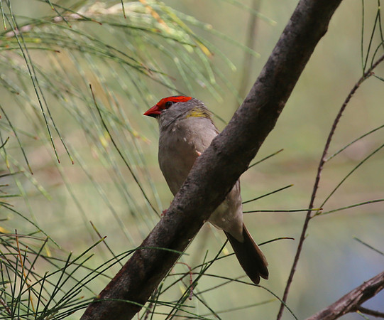 Red-browed Finch - Moorea, French Polynesia