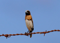 Chestnut-breasted Mannikin - Moorea, French Polynesia