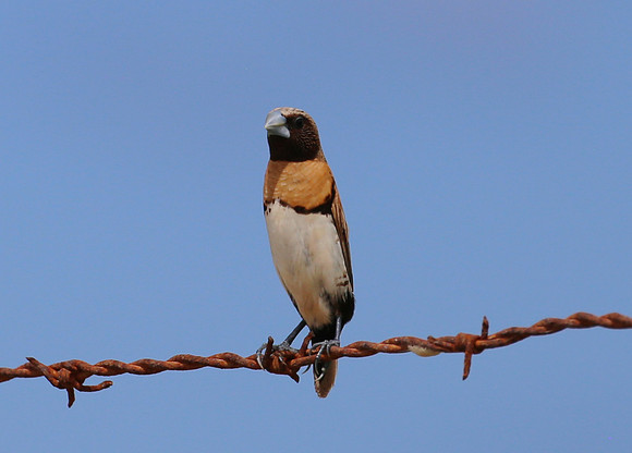 Chestnut-breasted Mannikin - Moorea, French Polynesia