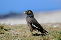 Common Myna - Moorea, French Polynesia