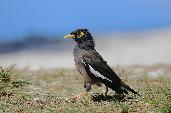 Common Myna - Moorea, French Polynesia
