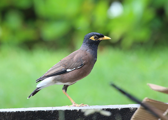 Common Myna - Moorea, French Polynesia