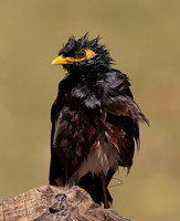 Common Myna - Moorea, French Polynesia