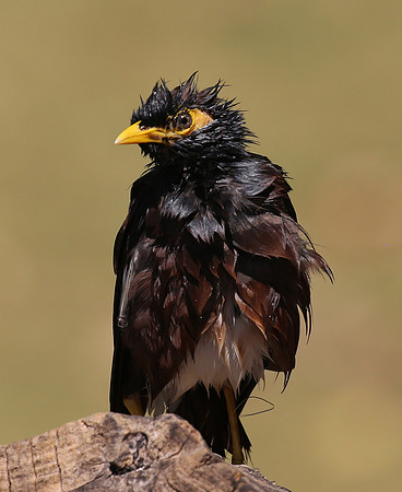 Common Myna - Moorea, French Polynesia