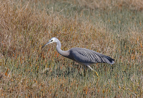 White-faced Heron - Pukorokoro Miranda Shorebird Center, New Zea