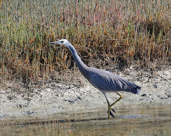 White-faced Heron - Pukorokoro Miranda Shorebird Center, New Zea