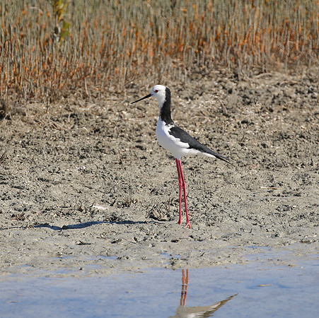 Pied Stilt - Pukorokoro Miranda Shorebird Center, New Zealand