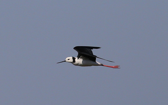 Pied Stilt - Pukorokoro Miranda Shorebird Center, New Zealand