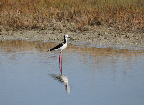 Pied Stilt - Pukorokoro Miranda Shorebird Center, New Zealand