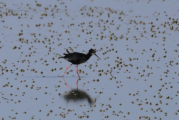 Black Stilt - Pukorokoro Miranda Shorebird Center, New Zealand
