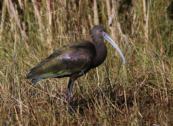 White-faced Ibis - Anahuac NWR, Texas