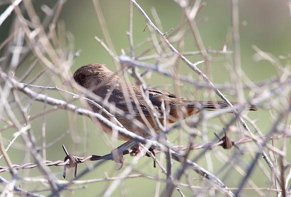 Abert's Towhee - Henderson, Nevada