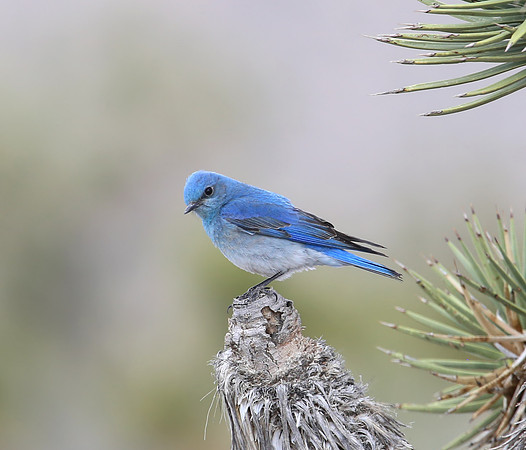 Mountain Bluebird - Mt. Charleston, Nevada