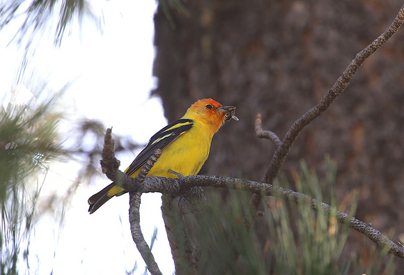 Western Tanager - Mt Charleston, Nevada