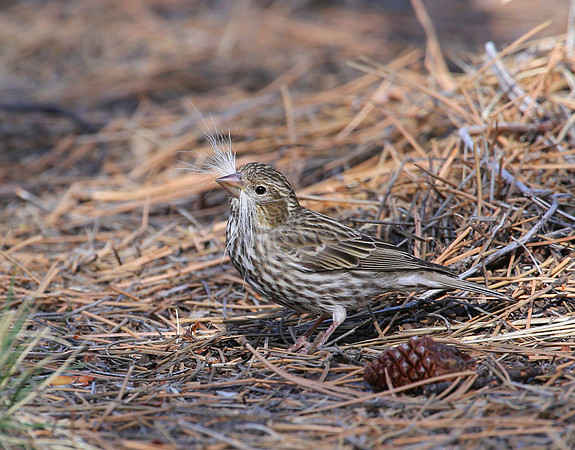 Cassin's Finch - Mt Charleston, Nevada