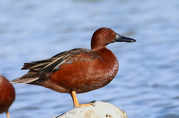 Cinnamon Teal - Henderson, Nevada