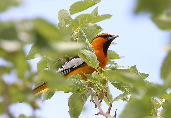 Bullocks Oriole - Corn Creek, Nevada