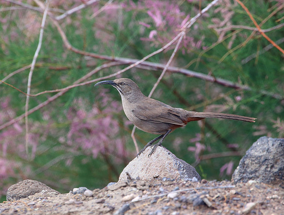 Crissal Thrasher - Henderson, Nevada
