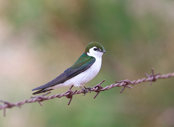 Violet-green Swallow - Henderson, Nevada