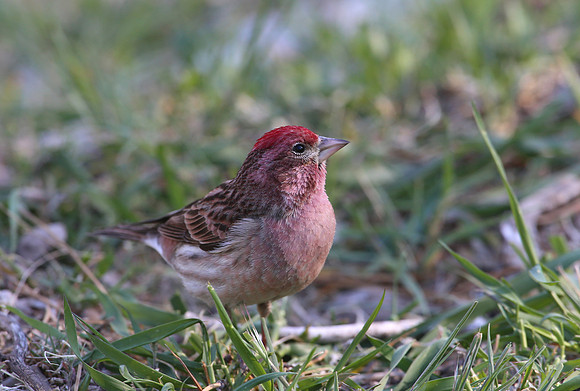 Cassin's Finch - Mt Charleston, Nevada
