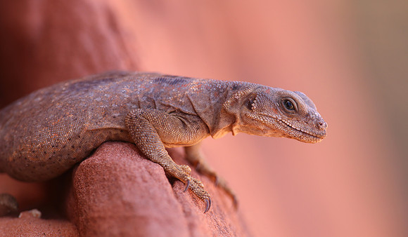 Chuckwalla - Valley of Fire, Nevada