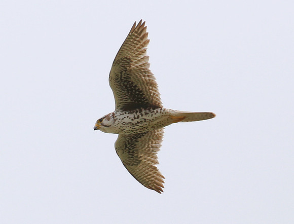 Prairie Falcon - Corn Creek, Nevada